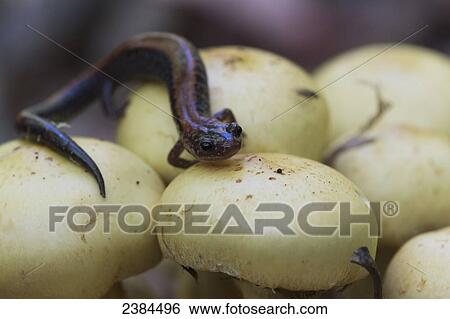 Salamander sitting on some mushrooms in Algonquin Park; Ontario, Canada View Large Photo Image Stock Photograph - Salamander sitting on some mushrooms in Algonquin Park; Ontario, Canada. Fotosearch