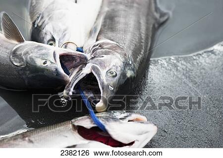 Stock Photograph - Salmon on a string caught from Jim's Creek; Palmer, Alaska, United States of America. Fotosearch
