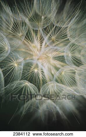Stock Image - Salsify (Tragopogon) with it's showy seed head; Roanoke, Virginia, United States of America. Fotosearch