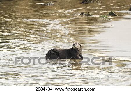 Picture - Sea Otters (Enhydra lutris) on the beach, Moss Landing, Monterey Bay; California, United States of America. Fotosearch