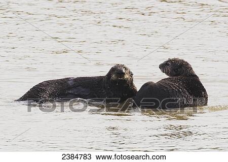 Sea Otters (Enhydra lutris) on the beach, Moss Landing, Monterey Bay; California, United States of America View Large Photo Image Stock Image - Sea Otters (Enhydra lutris) on the beach, Moss Landing, Monterey Bay; California, United States of America. Fotosearch