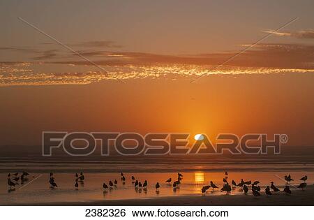 Stock Photograph - Seagulls rest on the beach at sunset; Cannon Beach, Oregon, United States of America. Fotosearch