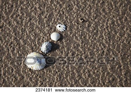 Stock Image - Seashells in the textured wet sand; South Shields, Tyne and Wear, England. Fotosearch