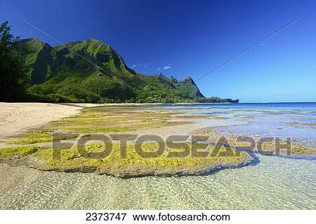 Stock Photo - Seaweed and rock under the clear water along the beach at Tunnels Beach; Kauai, Hawaii, United States of America. Fotosearch