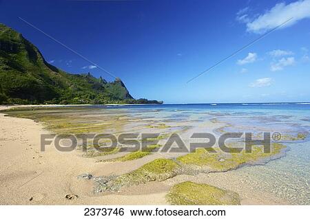 Seaweed and rock under the clear water along the beach at Tunnels Beach; Kauai, Hawaii, United States of America View Large Photo Image Stock Photograph - Seaweed and rock under the clear water along the beach at Tunnels Beach; Kauai, Hawaii, United States of America. Fotosearch
