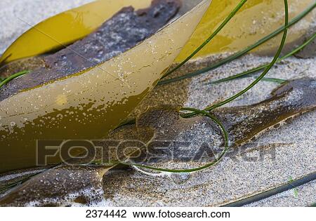 Seaweed washes up on a beach; Cannon Beach, Oregon, United States of America View Large Photo Image Stock Image - Seaweed washes up on a beach; Cannon Beach, Oregon, United States of America. Fotosearch