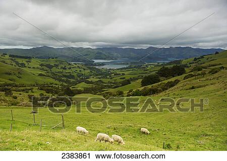 Sheep grazing in a lush green field; Akaroa village, New Zealand View Large Photo Image Stock Image - Sheep grazing in a lush green field; Akaroa village, New Zealand. Fotosearch