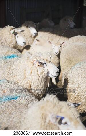 Sheep with blue markings on the wool; New Zealand View Large Photo Image Stock Photo - Sheep with blue markings on the wool; New Zealand. Fotosearch