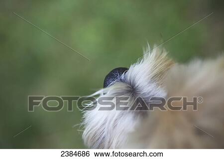 Stock Photograph - Shih-Bi, a Shih-Tsu Bichon Frise mixed-breed dog, seen from above, Perry Township; Almaguin Highlands, Ontario, Canada. Fotosearch