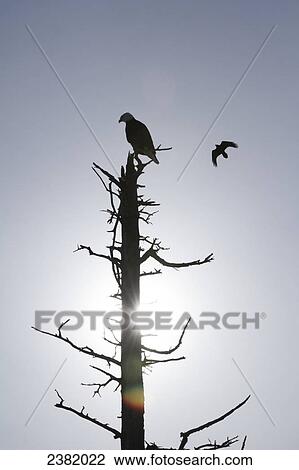 Stock Image - Silhouette of birds and a dead tree against a blue sky and sun flare. Fotosearch