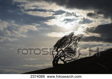 Silhouette of gnarled tree near Golden Cap on the Jurassic Coast; Seatown, Dorset, England View Large Photo Image Stock Photograph - Silhouette of gnarled tree near Golden Cap on the Jurassic Coast; Seatown, Dorset, England. Fotosearch