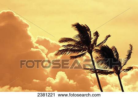 Stock Image - Silhouette of palm trees at sunset; Maui, Hawaii, United States of America. Fotosearch