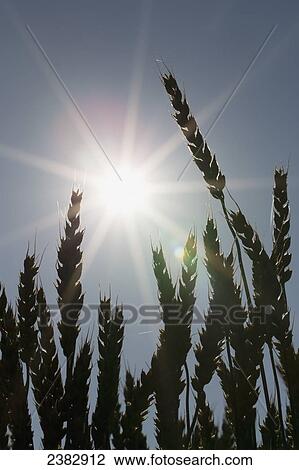 Stock Image - Silhouette of wheat and a sun flare; Beiseker, Alberta, Canada. Fotosearch