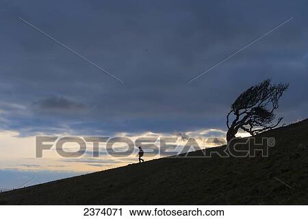 Silhouette of woman walking downhill past gnarled tree near Golden Cap on the Jurassic Coast; Seatown, Dorset, England View Large Photo Image Stock Image - Silhouette of woman walking downhill past gnarled tree near Golden Cap on the Jurassic Coast; Seatown, Dorset, England. Fotosearch