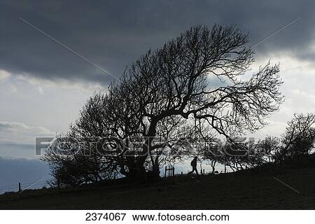 Silhouette of woman walking past a tree near Golden Cap on the Jurassic Coast; Seatown, Dorset, England View Large Photo Image Stock Photo - Silhouette of woman walking past a tree near Golden Cap on the Jurassic Coast; Seatown, Dorset, England. Fotosearch