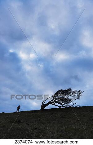 Silhouette of woman walking uphill past gnarled tree near Golden Cap on the Jurassic Coast; Seatown, Dorset, England View Large Photo Image Picture - Silhouette of woman walking uphill past gnarled tree near Golden Cap on the Jurassic Coast; Seatown, Dorset, England. Fotosearch