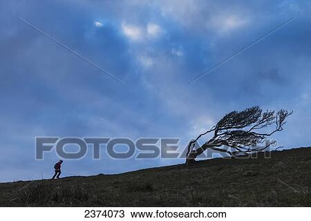 Silhouette of woman walking uphill past gnarled tree near Golden Cap on the Jurassic Coast; Seatown, Dorset, England View Large Photo Image Stock Image - Silhouette of woman walking uphill past gnarled tree near Golden Cap on the Jurassic Coast; Seatown, Dorset, England. Fotosearch