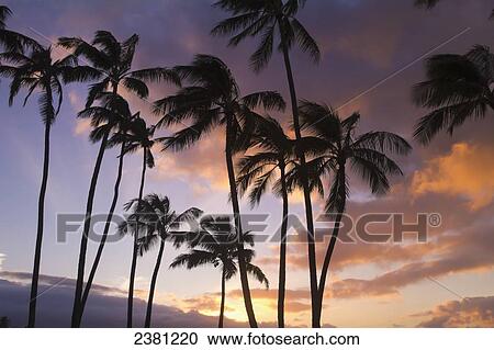 Silhouetted palm trees at sunset on the north shore of Maui; Spreckelsville, Maui, Hawaii, United States of America View Large Photo Image Stock Image - Silhouetted palm trees at sunset on the north shore of Maui; Spreckelsville, Maui, Hawaii, United States of America. Fotosearch