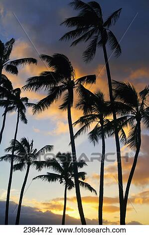 Silhouetted palm trees at sunset on the north shore of Maui; Spreckelsville, Maui, Hawaii, United States of America View Large Photo Image Stock Image - Silhouetted palm trees at sunset on the north shore of Maui; Spreckelsville, Maui, Hawaii, United States of America. Fotosearch