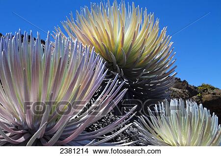 Silversword (Ahinahina) growing on the side of Haleakala Crater; Maui, Hawaii, United States of America View Large Photo Image Picture - Silversword (Ahinahina) growing on the side of Haleakala Crater; Maui, Hawaii, United States of America. Fotosearch