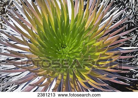Silversword (Ahinahina) growing on the side of Haleakala Crater; Maui, Hawaii, United States of America View Large Photo Image Stock Image - Silversword (Ahinahina) growing on the side of Haleakala Crater; Maui, Hawaii, United States of America. Fotosearch