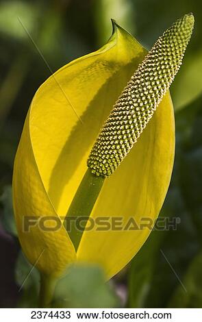 Skunk Cabbage blooms in swampy areas; Astoria, Oregon, United States of America View Large Photo Image Stock Image - Skunk Cabbage blooms in swampy areas; Astoria, Oregon, United States of America. Fotosearch