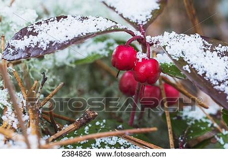 Snow dusted on leaves with the red berries of a wintergreen shrub; Ontario, Canada View Large Photo Image Stock Photograph - Snow dusted on leaves with the red berries of a wintergreen shrub; Ontario, Canada. Fotosearch