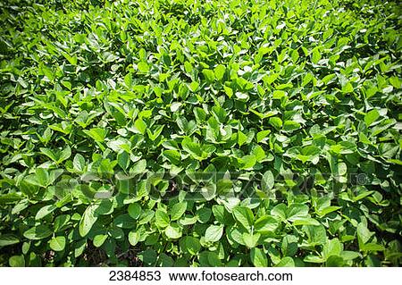 Stock Image - Soybean plants; Ringtown, Pennsylvania, United States of America. Fotosearch