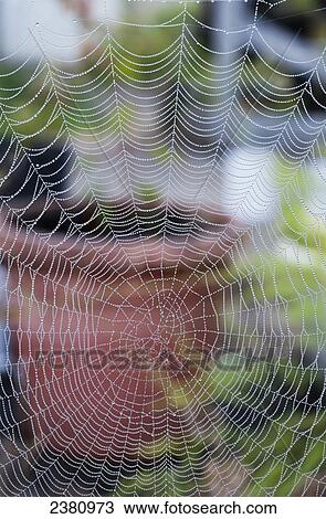 Stock Image - Spider web decorates the garden; Astoria, Oregon, United States of America. Fotosearch