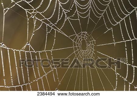 Spiderweb covered in dew at early morning, Algonquin Park; Ontario, Canada View Large Photo Image Picture - Spiderweb covered in dew at early morning, Algonquin Park; Ontario, Canada. Fotosearch