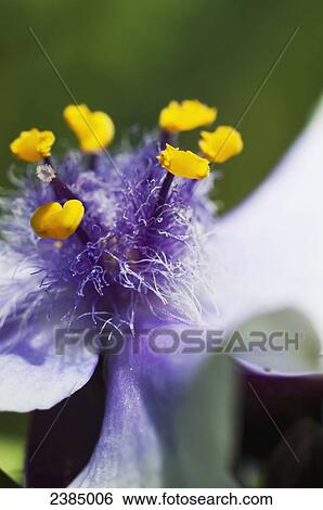 Spiderwort blooms in a garden; Astoria, Oregon, United States of America View Large Photo Image Stock Photograph - Spiderwort blooms in a garden; Astoria, Oregon, United States of America. Fotosearch