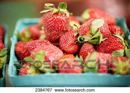 Strawberries; Clinton, Maryland, United States of America View Large Photo Image Stock Photo - Strawberries; Clinton, Maryland, United States of America. Fotosearch