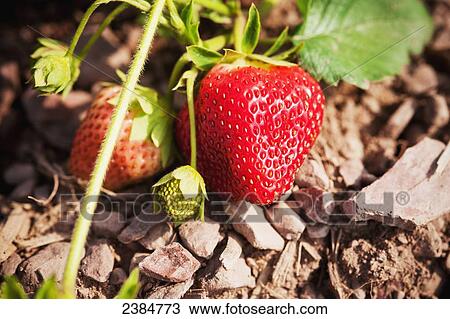 Strawberries on a plant; Ringtown, Pennsylvania, United States of America View Large Photo Image Stock Image - Strawberries on a plant; Ringtown, Pennsylvania, United States of America. Fotosearch