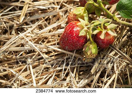 Strawberries on a plant sitting on straw mulch; Ringtown, Pennsylvania, United States of America View Large Photo Image Picture - Strawberries on a plant sitting on straw mulch; Ringtown, Pennsylvania, United States of America. Fotosearch