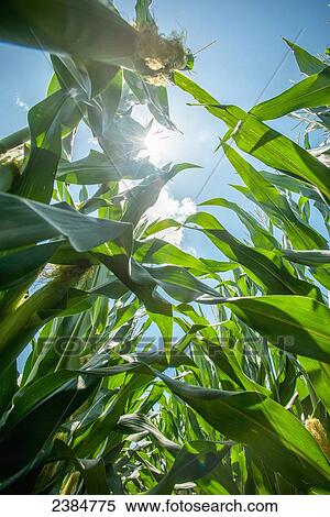 Stock Photography - Sun shining through the corn plants; Centerville, Maryland, United States of America. Fotosearch