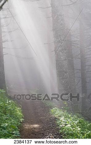 Stock Photo - Sunbeams through the foggy forest onto a hiking trail on Saddle Mountain; Elsie, Oregon, United States of America. Fotosearch