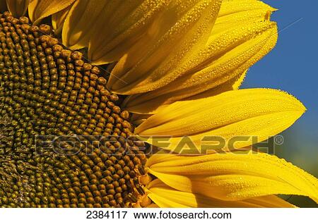 Stock Photo - Sunflower blooms in a garden; Astoria, Oregon, United States of America. Fotosearch