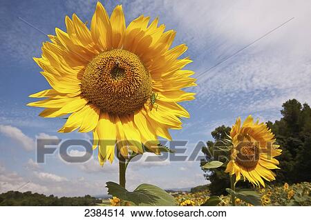 Sunflowers in a field in the countryside near Carcassonne; Languedoc-Rousillion, France View Large Photo Image Picture - Sunflowers in a field in the countryside near Carcassonne; Languedoc-Rousillion, France. Fotosearch