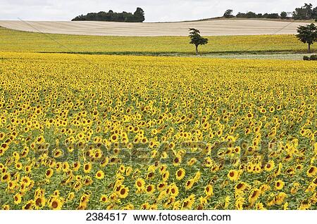 Sunflowers in a field in the countryside near Carcassonne; Languedoc-Rousillion, France View Large Photo Image Stock Photo - Sunflowers in a field in the countryside near Carcassonne; Languedoc-Rousillion, France. Fotosearch