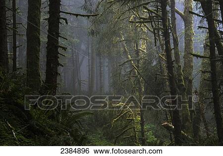 Stock Photograph - Sunlight and fog mix at Ecola State Park on the North Oregon Coast; Cannon Beach, Oregon, United States of America. Fotosearch