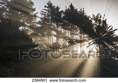 Sunlight breaks through the fog and trees; Manzanita, Oregon, United States of America View Large Photo Image Stock Image - Sunlight breaks through the fog and trees; Manzanita, Oregon, United States of America. Fotosearch