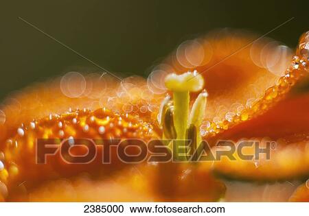 Sunlight reflects from morning dew on a flower; Astoria, Oregon, United States of America View Large Photo Image Stock Image - Sunlight reflects from morning dew on a flower; Astoria, Oregon, United States of America. Fotosearch