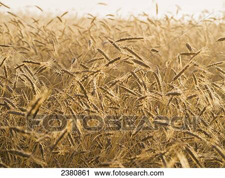 Sunrise backlights a close up photograph of maturing wheat in a wheat field; Presque Isle, Maine, United States of America View Large Photo Image Stock Image - Sunrise backlights a close up photograph of maturing wheat in a wheat field; Presque Isle, Maine, United States of America. Fotosearch