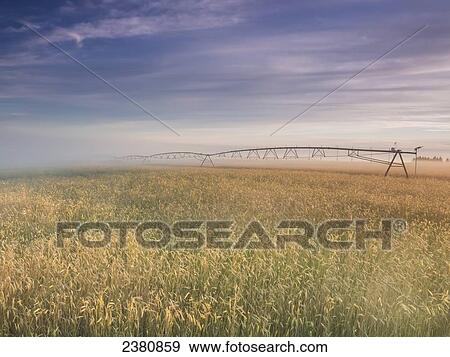 Sunrise on a summer morning colors a wheat field; Presque Isle, Maine, United States of America View Large Photo Image Stock Photo - Sunrise on a summer morning colors a wheat field; Presque Isle, Maine, United States of America. Fotosearch