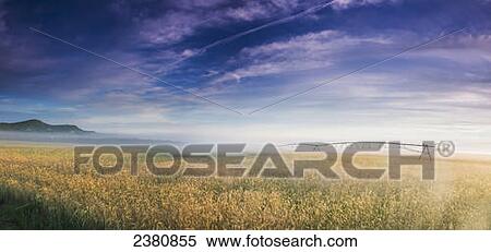 Stock Photography - Sunrise on a summer morning colors a wheat field; Presque Isle, Maine, United States of America. Fotosearch