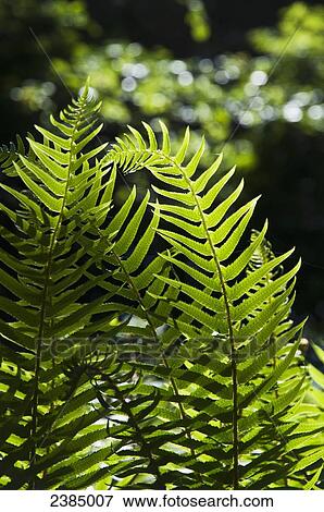 Stock Photo - Sword fern grows in the forest; Elsie, Oregon, United States of America. Fotosearch