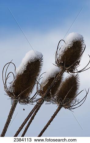 Stock Image - Teasel (Dipsacus) collects snow on a winter day; Astoria, Oregon, United States of America. Fotosearch