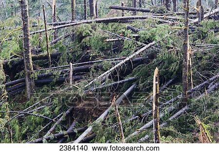 Stock Image - The forest lies in shambles after a wind storm; Seaside, Oregon, United States of America. Fotosearch