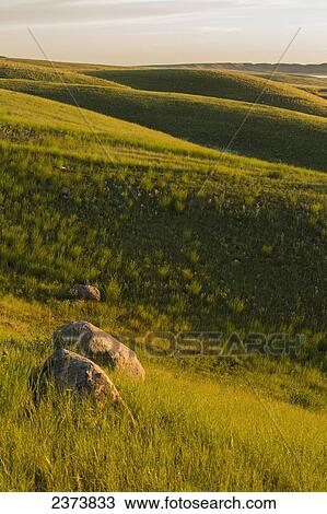 The gentle rolling hills of Grasslands National Park illuminated by the setting sun; Saskatchewan, Canada View Large Photo Image Stock Image - The gentle rolling hills of Grasslands National Park illuminated by the setting sun; Saskatchewan, Canada. Fotosearch