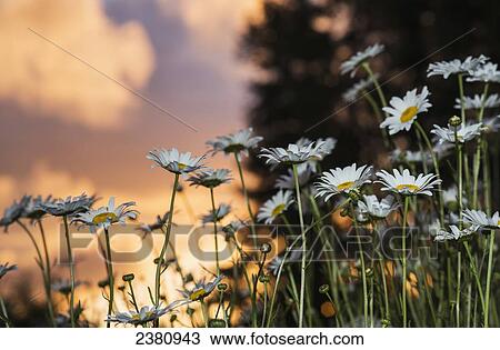 The sun sets over daisies; Astoria, Oregon, United States of America View Large Photo Image Stock Image - The sun sets over daisies; Astoria, Oregon, United States of America. Fotosearch